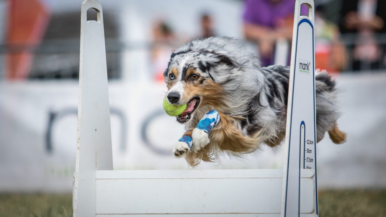 Tyszanka jedzie na MŚ Flyball