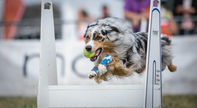 Tyszanka jedzie na MŚ Flyball